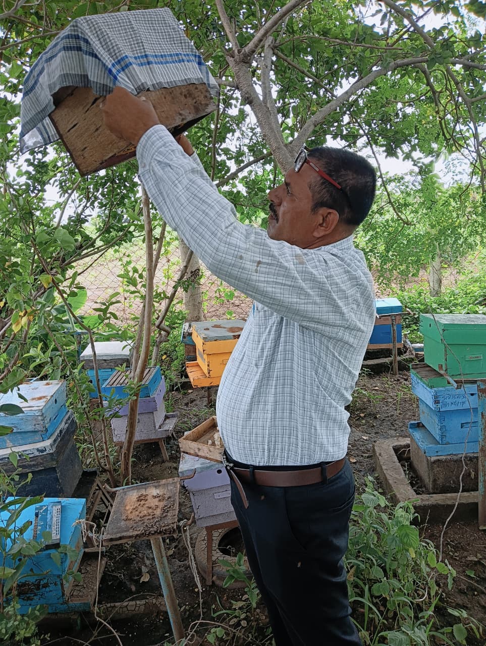 Beekeeper inspecting a hive
